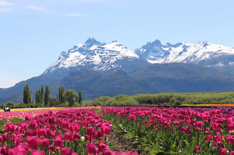 destaque_tulipanes_01