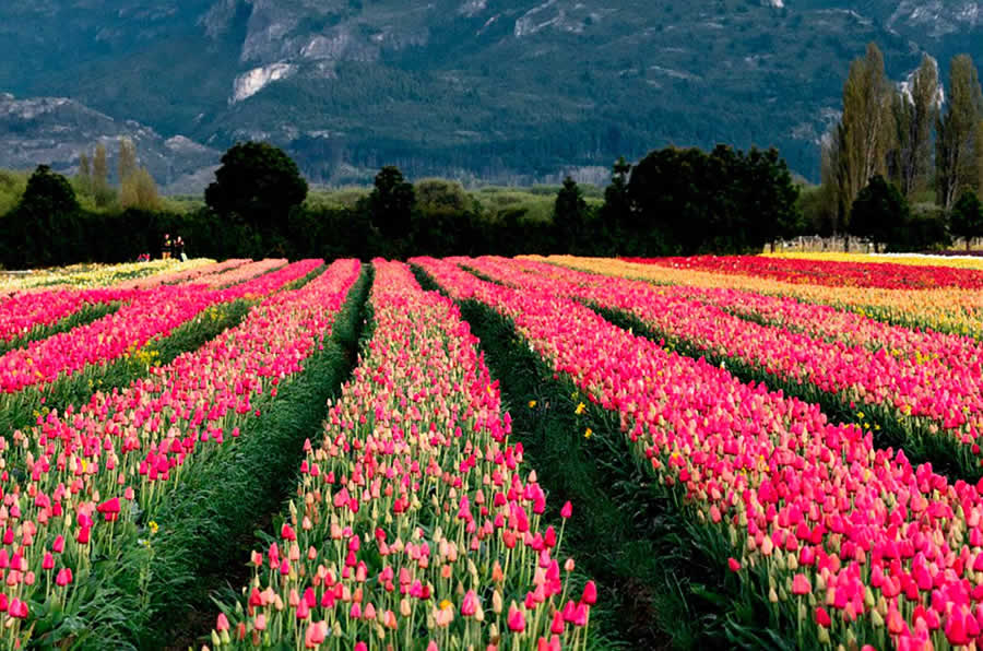 destaque_tulipanes_02