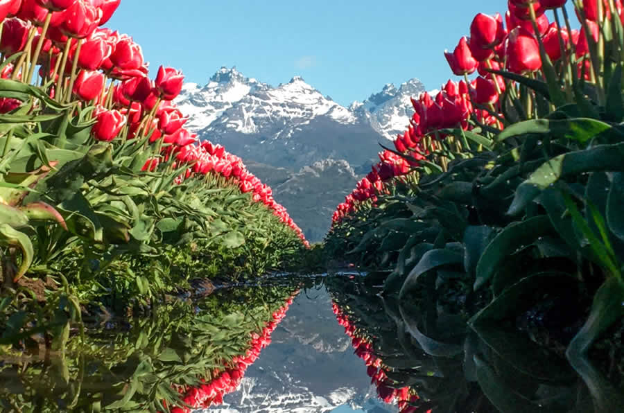 destaque_tulipanes_03